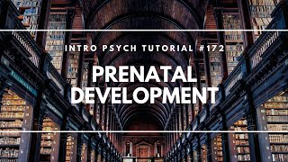 Prenatal Development Intro Psych Tutorial 172 [upl. by Lihas]