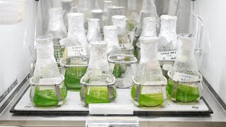 Inoculation of Microalgae [upl. by Smiley]