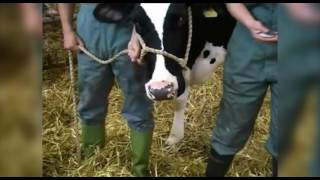 Cattle restraint methods [upl. by Erasaec336]