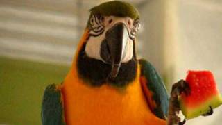 Hilarious Macaw Talking [upl. by Compte]