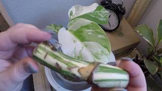 Timelapse Variegated Monstera Easy Propagation with Stem Node CuttingWet Stick [upl. by Yroger]