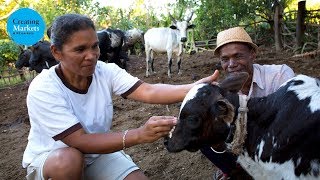 Rebuilding Madagascar’s Cattle Industry [upl. by Ynotna]