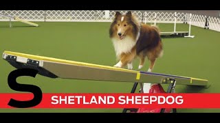 S is for Shetland Sheepdog [upl. by Yelnek]