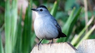 CatBird Mewing Call [upl. by Hsizan]