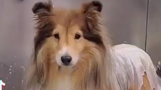 Adorable Sheltie  Senior Shetland Sheepdog [upl. by Auqinet]