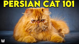 PERSIAN CAT 101  Everything You Need To Know About Persian Cats [upl. by Raybourne602]