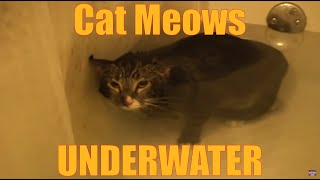 Cat Meows Underwater ORIGINAL VIDEO [upl. by Swayne]