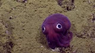 Googlyeyed Stubby Squid  Nautilus Live [upl. by Nahsad278]