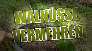 Vermehrung von Walnussbäumen [upl. by Elletsyrc]