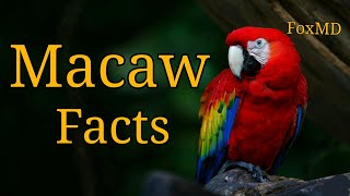 Macaw Facts  Things To Know About Macaw Parrots [upl. by Marigold]