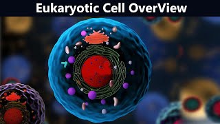 Eukaryotic Cell Brief View  Structure And Function UrduHindi [upl. by Virge]