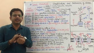 Local Anaesthetics Part 02  Mechanism of Action of Local Anaesthetics Agents  Local Anaesthetic [upl. by Nahtanoj719]