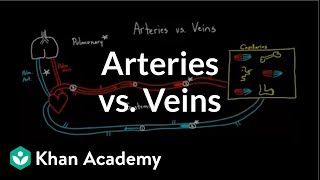 Arteries vs veinswhats the difference  Circulatory system physiology  NCLEXRN  Khan Academy [upl. by Duff820]