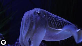 Cuttlefish Disco Camouflage Chameleons of the Sea [upl. by Adnauqal]