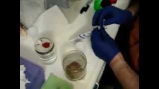 Making spore syringes the easy way [upl. by Gnod]