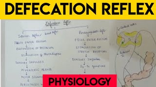 Physiology of Vomiting  Vomiting reflex NEW [upl. by Brinn]