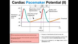 The Pacemaker Potential EXPLAINED [upl. by Mahda]