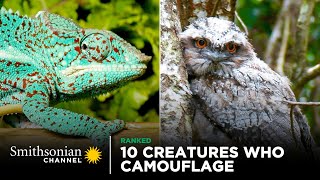 10 Creatures Who Are Camouflage Masters 🦉 Smithsonian Channel [upl. by Kalila]