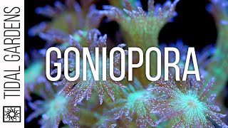 Goniopora Coral Care Tips [upl. by Tarazi]