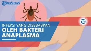 Anaplasmosis Infeksi yang Disebabkan karena Bakteri Anaplasma Phagocytophilum [upl. by Hannahsohs]