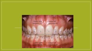 Nomenclatura dental universal palmer internacional [upl. by Magner]