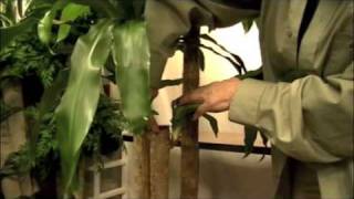 Prune this Pruning a quotCorn Plantquot Dracaena Massangeana [upl. by Platus24]