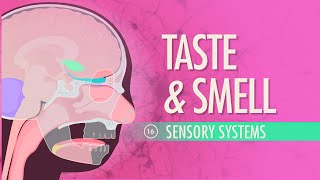 Olfactory Neuroanatomy Video Lab  Brain Dissections [upl. by Athalie]