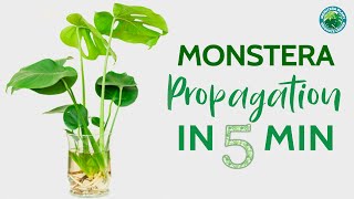 Monstera Propagation in 5 minutes  Houseplant Resource Center [upl. by Nosmirc]