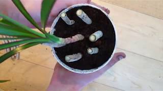 Growing Dracaena Cuttings [upl. by Bruis128]