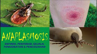 ANAPLASMOSIS Definisi Penyebab Gejala Pengobatan dan Pencegahan [upl. by James]