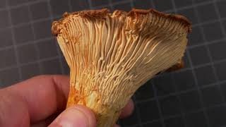 How to identify Chanterelle Mushrooms [upl. by Notrub]