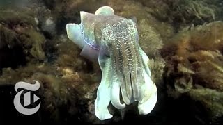 Cuttlefish Camouflage  The New York Times [upl. by Inkster142]