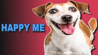 5 Sound That Make Dogs Happy  HAPPY ME [upl. by Etnasa]