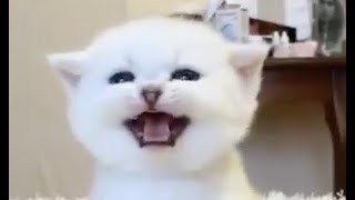 ADORABLE Kittens Meowing  Cats Meowing Compilation [upl. by Oihsoy]