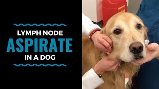 Lymph Node Aspirate in a Dog [upl. by Ttenneb]