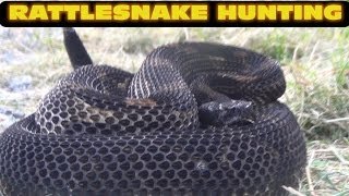 Pennsylvania Rattlesnake Hunting 2012 2 [upl. by Alra]