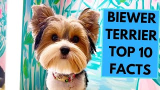 Biewer Terrier  TOP 10 Interesting Facts [upl. by Llovera866]