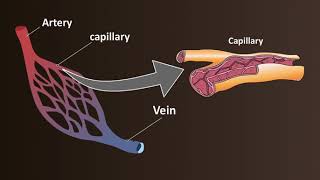 Network of Blood Vessels  Arteries Veins amp Capillaries [upl. by Florrie]