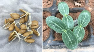 How to grow pumpkin from seeds at home  Method of propagation of pumpkin from seeds [upl. by Hickie949]