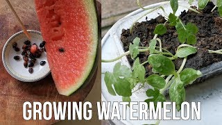 How To Grow Watermelon From Seed At Home [upl. by Basso75]