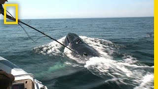 Video Reveals Surprising Humpback Feeding Behavior  National Geographic [upl. by Newg]