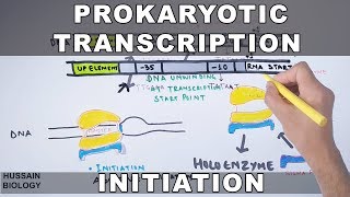 Prokaryotic Transcription Initiation and Elongation [upl. by Anitsirhc]