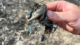 Wimmera River Yabbies [upl. by Mccready]