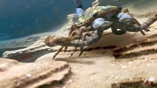 The Terrifying Giant Scorpion That Roamed Prehistoric Oceans [upl. by Sunshine265]