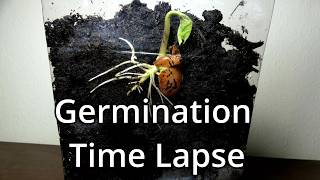 Germination Of A Seed Time Lapse [upl. by Townshend]