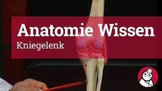 AnatomieWissen Kniegelenk [upl. by Fanechka]