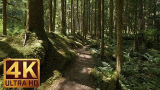 4K Virtual Forest Walk along Middle Fork Trail at Snoqualmie region Part 1 3 HR Relax Music [upl. by Oned]