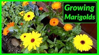 How to Grow Marigolds from Seed to Flower The Complete Process [upl. by Ahsael]