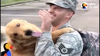 HAPPY Service Dog Reunites With Dad Returning From Helping Hurricane Victims  The Dodo [upl. by Webster409]