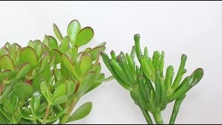 Crassula ovata  Geldbaum Money Tree [upl. by Yleve475]